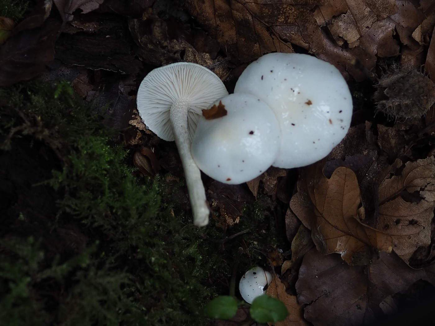 Photo © John Catterson Hygrophorus eburneus by John Catterson